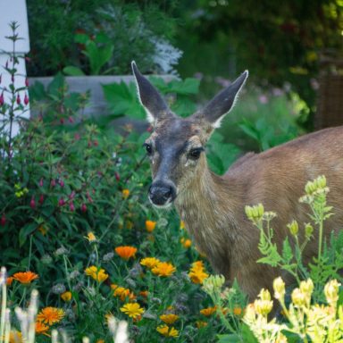 A deer stands among colourful flowers in a lush garden setting.